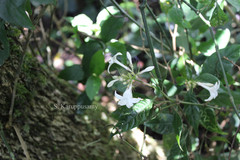 Ophiorrhiza grandiflora